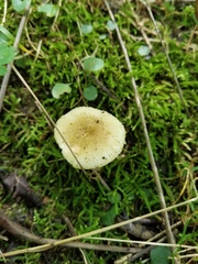 Russula pulverulenta