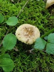 Russula pulverulenta