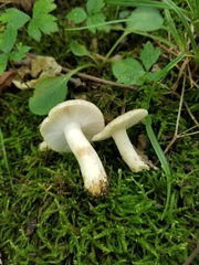 Russula pulverulenta