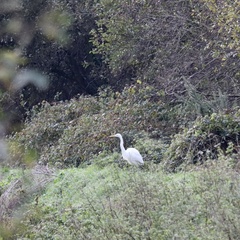 Ardea alba alba