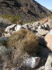 Euphorbia jaegeri