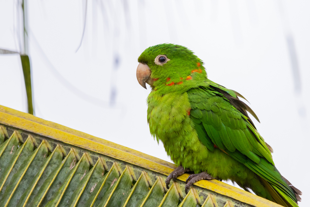 White-eyed Parakeet (Psittacara leucophthalmus) photo