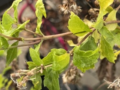 Eupatorium cannabinum