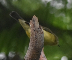 Setophaga caerulescens image