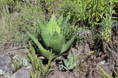 Agave salmiana crassispina
