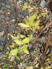 Eupatorium cannabinum