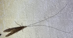 Triplectidinae