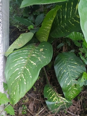Dieffenbachia