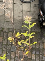 Eupatorium cannabinum