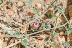 Indigofera nephrocarpa image