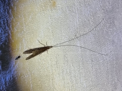Triplectidinae