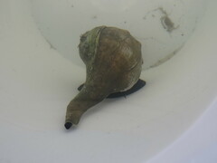 Sinistrofulgur sinistrum