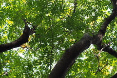 Toxicodendron succedaneum