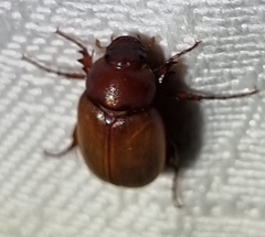 Melolonthinae