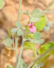 Indigofera nephrocarpa image