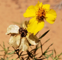 Zinnia grandiflora
