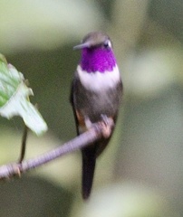 Philodice mitchellii