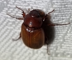 Melolonthinae