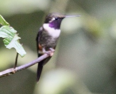 Philodice mitchellii