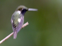 Philodice mitchellii