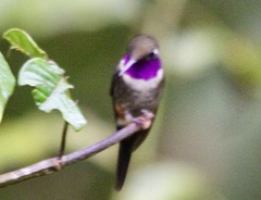 Philodice mitchellii