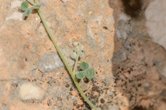 Indigofera nephrocarpa image