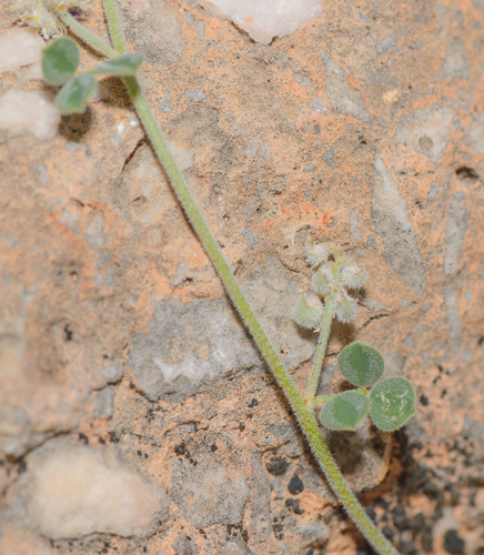 Indigofera nephrocarpa image