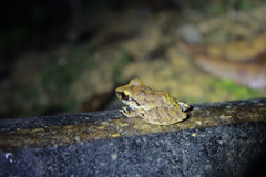 Pristimantis charlottevillensis
