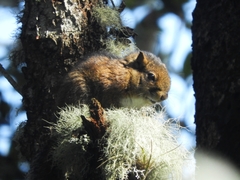 Sciurus pucheranii