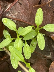 Floerkea proserpinacoides