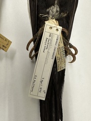 Campephilus principalis