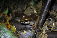 Pristimantis charlottevillensis