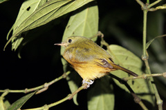 Mionectes oleagineus