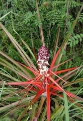 Bromelia balansae