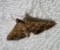 Nacoleia rhoeoalis