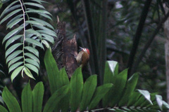 Colaptes rubiginosus