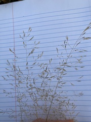 Agrostis capillaris