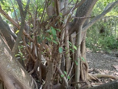 Ficus citrifolia