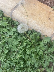 Taraxacum erythrospermum