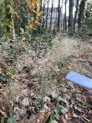 Agrostis capillaris