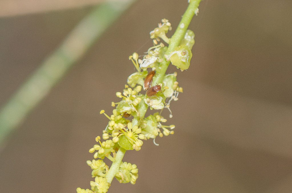 Ochradenus socotranus