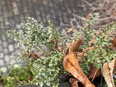 Asplenium ruta-muraria