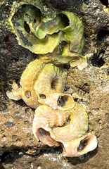 Thylacodes variabilis