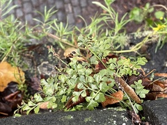 Asplenium ruta-muraria