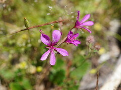 Pelargonium rodneyanum