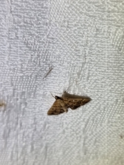 Nacoleia rhoeoalis