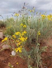 Senecio flaccidus