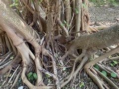 Ficus citrifolia