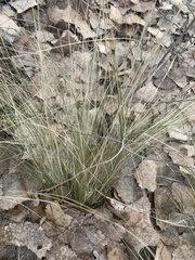 Nassella tenuissima
