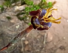 Moraea inconspicua